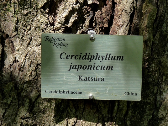 {Cercidiphyllum japonicum}